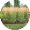 Feather Reed Grass-