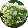 Limelight Hydrangea-