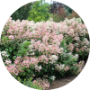 Quickfire Hydrangea-